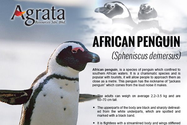 African Penguin