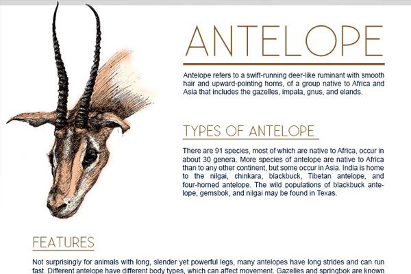 Antelope