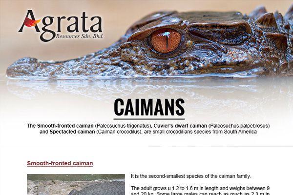 Caimans