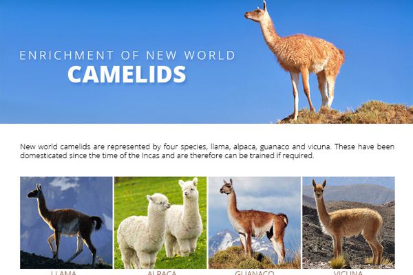 Enrichment of new World Camelids