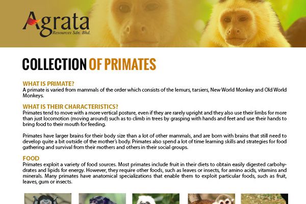Primates Collection