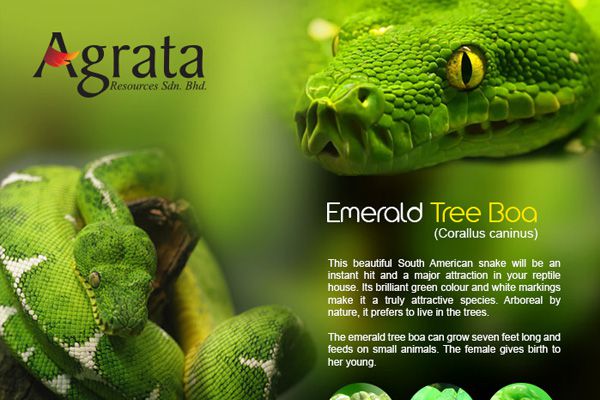 Emerald Tree Boa