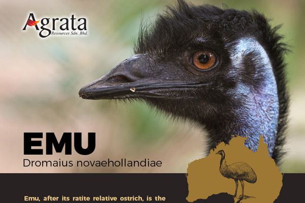 Emu - Dromaius novaehollandiae