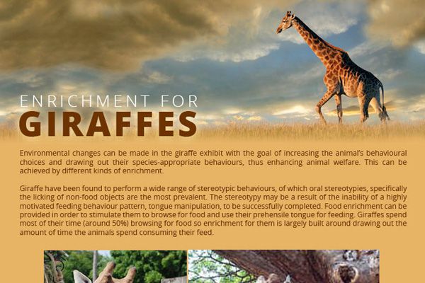 Enrichment for Giraffes