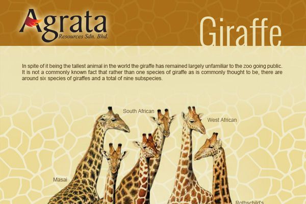 Giraffe