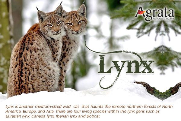 Lynx