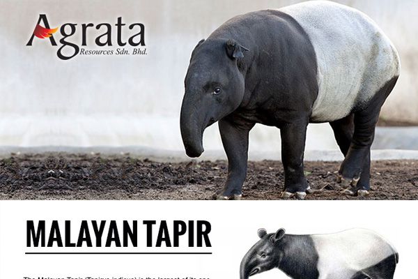 Tapir