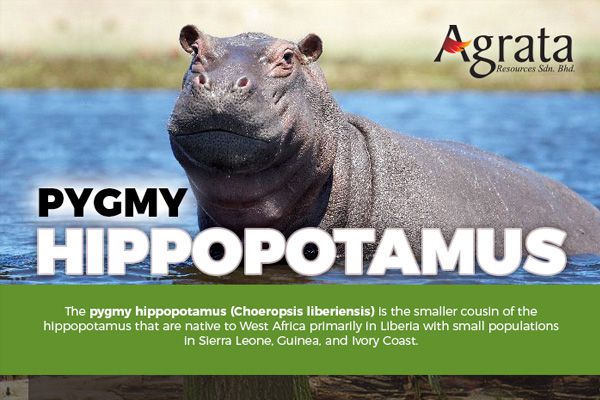 Pigmy Hippopotamus