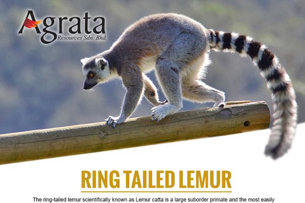 Ring Tailed Lemur