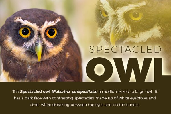 Spectacled Owl