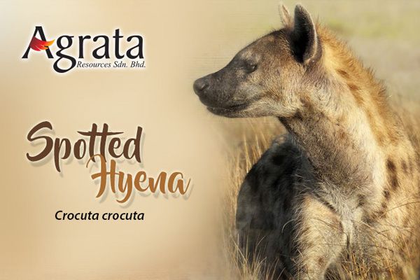 Spotted Hyena - Crocuta crocuta