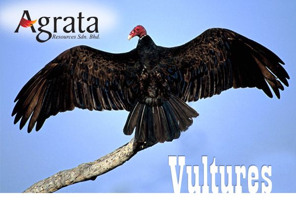 Vultures