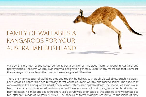 Family of Wallabies and Kangaroos for your Australian Bushland