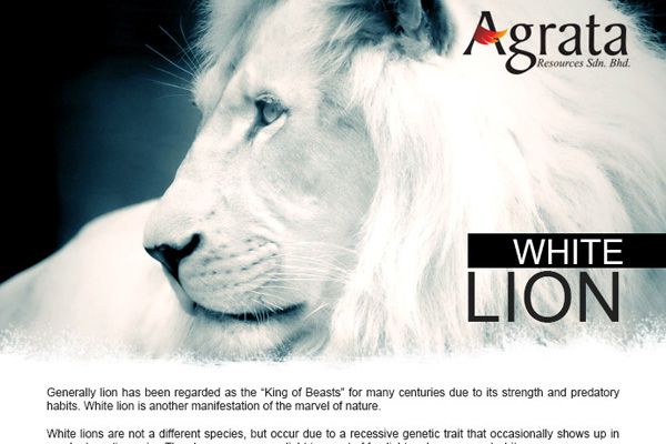 White Lion