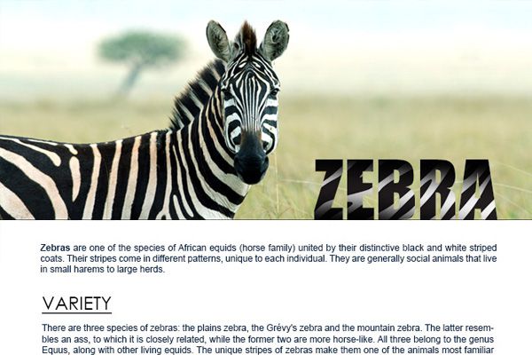 Zebra